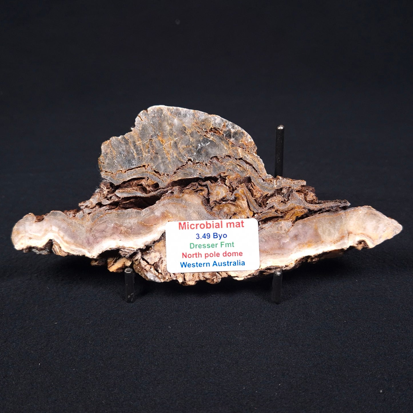 STROMATOLITE MICROBIAL MAT, Archean, Dresser Formation, Australia ZDF004