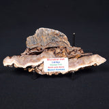 STROMATOLITE MICROBIAL MAT, Archean, Dresser Formation, Australia ZDF004