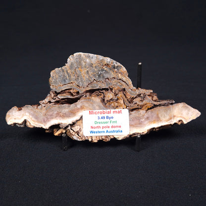 STROMATOLITE MICROBIAL MAT, Archean, Dresser Formation, Australia ZDF004