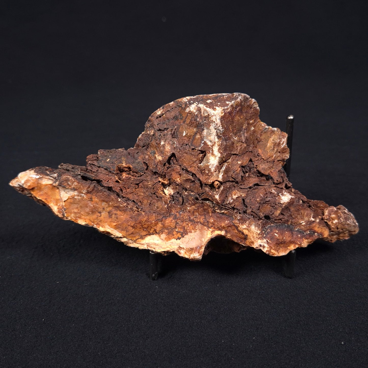 STROMATOLITE MICROBIAL MAT, Archean, Dresser Formation, Australia ZDF004