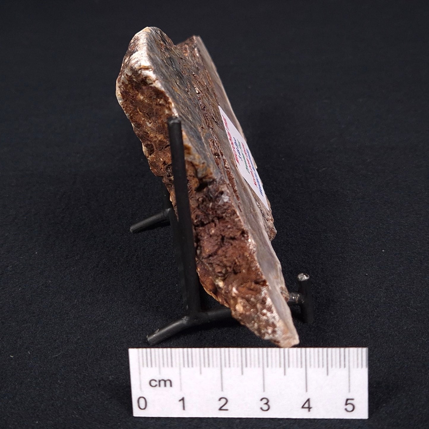 STROMATOLITE MICROBIAL MAT, Archean, Dresser Formation, Australia ZDF004