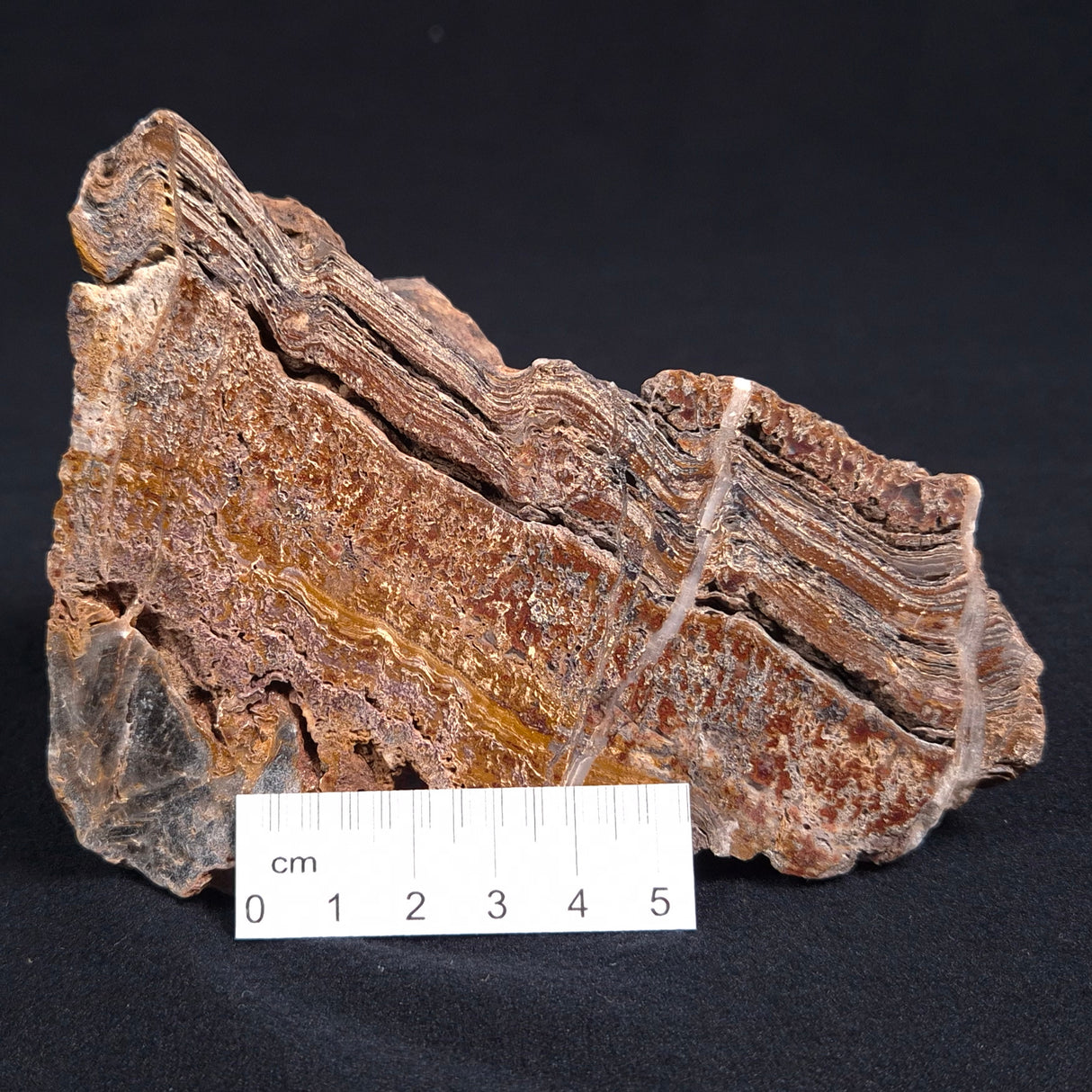 STROMATOLITE MICROBIAL MAT, Archean, Dresser Formation, Australia ZDF005