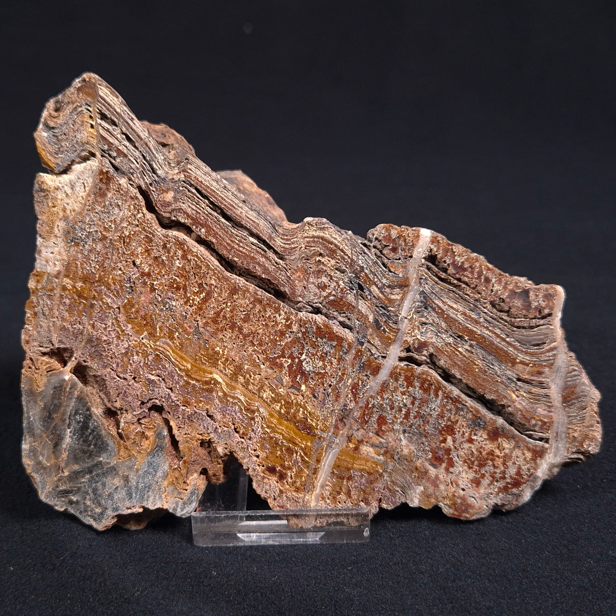 STROMATOLITE MICROBIAL MAT, Archean, Dresser Formation, Australia ZDF005
