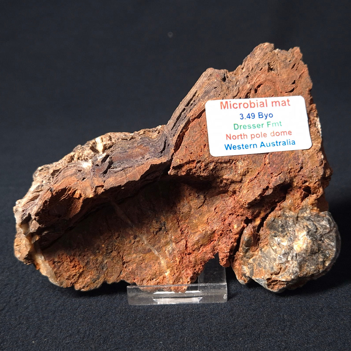 STROMATOLITE MICROBIAL MAT, Archean, Dresser Formation, Australia ZDF005