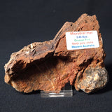 STROMATOLITE MICROBIAL MAT, Archean, Dresser Formation, Australia ZDF005