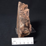 STROMATOLITE MICROBIAL MAT, Archean, Dresser Formation, Australia ZDF005