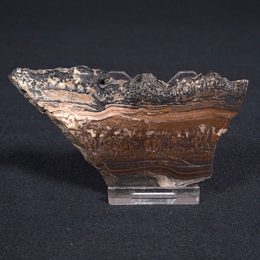 STROMATOLITE MICROBIAL MAT, Archean, Dresser Formation, Australia ZDF001