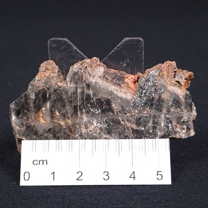 STROMATOLITE MICROBIAL MAT, Archean, Dresser Formation, Australia ZDF006