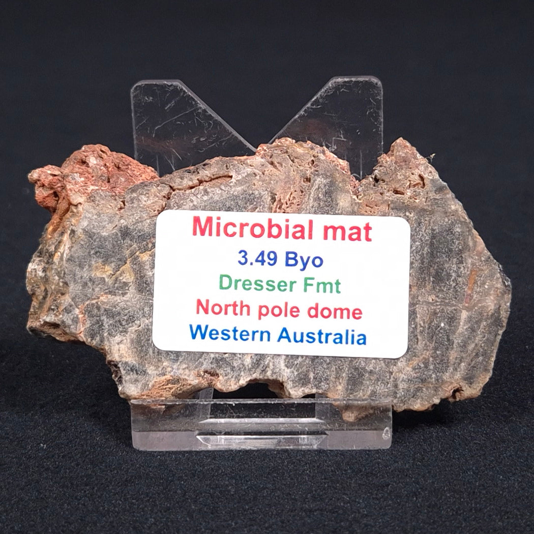 STROMATOLITE MICROBIAL MAT, Archean, Dresser Formation, Australia ZDF006