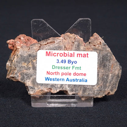 STROMATOLITE MICROBIAL MAT, Archean, Dresser Formation, Australia ZDF006