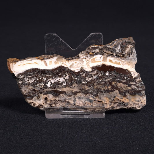 STROMATOLITE MICROBIAL MAT, Archean, Dresser Formation, Australia ZDF007
