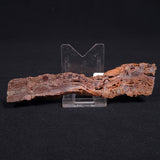 STROMATOLITE MICROBIAL MAT, Archean, Dresser Formation, Australia ZDF011