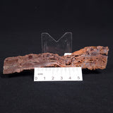 STROMATOLITE MICROBIAL MAT, Archean, Dresser Formation, Australia ZDF011