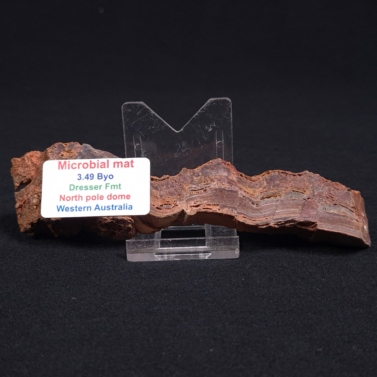 STROMATOLITE MICROBIAL MAT, Archean, Dresser Formation, Australia ZDF011