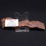 STROMATOLITE MICROBIAL MAT, Archean, Dresser Formation, Australia ZDF011