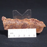 STROMATOLITE MICROBIAL MAT, Archean, Dresser Formation, Australia ZDF012