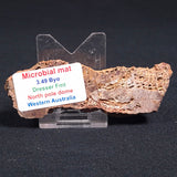 STROMATOLITE MICROBIAL MAT, Archean, Dresser Formation, Australia ZDF012