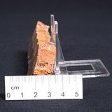 STROMATOLITE MICROBIAL MAT, Archean, Dresser Formation, Australia ZDF012