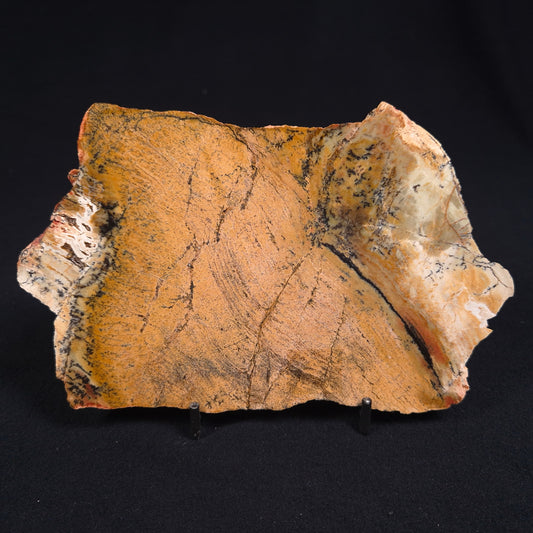 STROMATOLITE MICROBIAL MAT, Strelley Pool Formation, Archean, Australia ZSP001