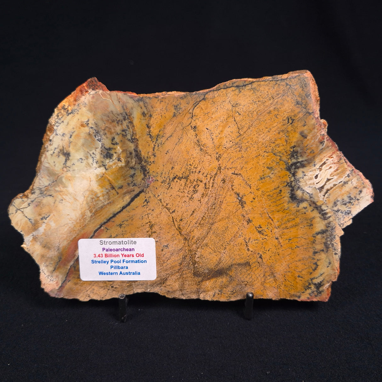STROMATOLITE MICROBIAL MAT, Strelley Pool Formation, Archean, Australia ZSP001