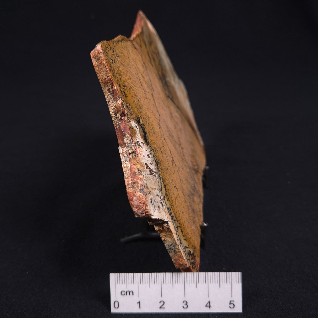 STROMATOLITE MICROBIAL MAT, Strelley Pool Formation, Archean, Australia ZSP001