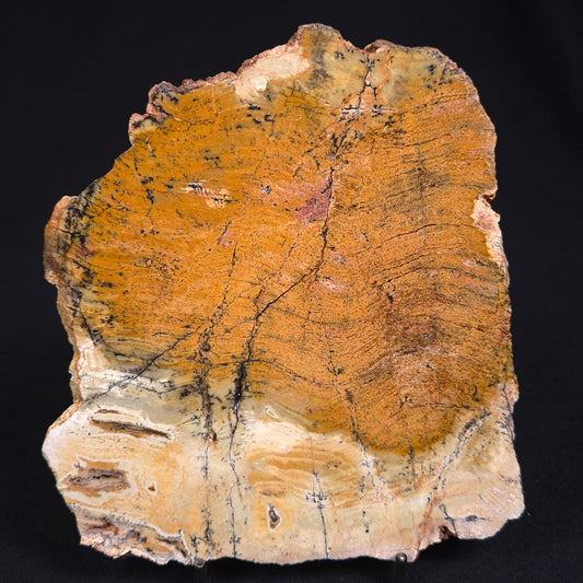 STROMATOLITE MICROBIAL MAT, Strelley Pool Formation, Archean, Australia ZSP002