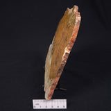 STROMATOLITE MICROBIAL MAT, Strelley Pool Formation, Archean, Australia ZSP002