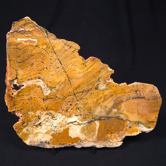 STROMATOLITE MICROBIAL MAT, Strelley Pool Formation, Archean, Australia ZSP003
