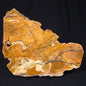 STROMATOLITE MICROBIAL MAT, Strelley Pool Formation, Archean, Australia ZSP003