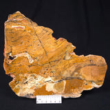STROMATOLITE MICROBIAL MAT, Strelley Pool Formation, Archean, Australia ZSP003