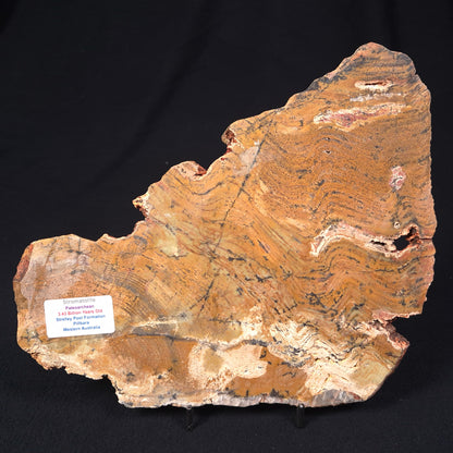 STROMATOLITE MICROBIAL MAT, Strelley Pool Formation, Archean, Australia ZSP003
