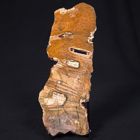 STROMATOLITE MICROBIAL MAT, Strelley Pool Formation, Archean, Australia ZSP004