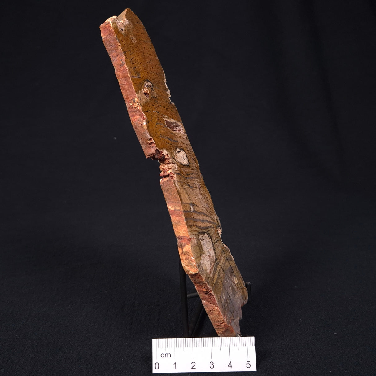 STROMATOLITE MICROBIAL MAT, Strelley Pool Formation, Archean, Australia ZSP004