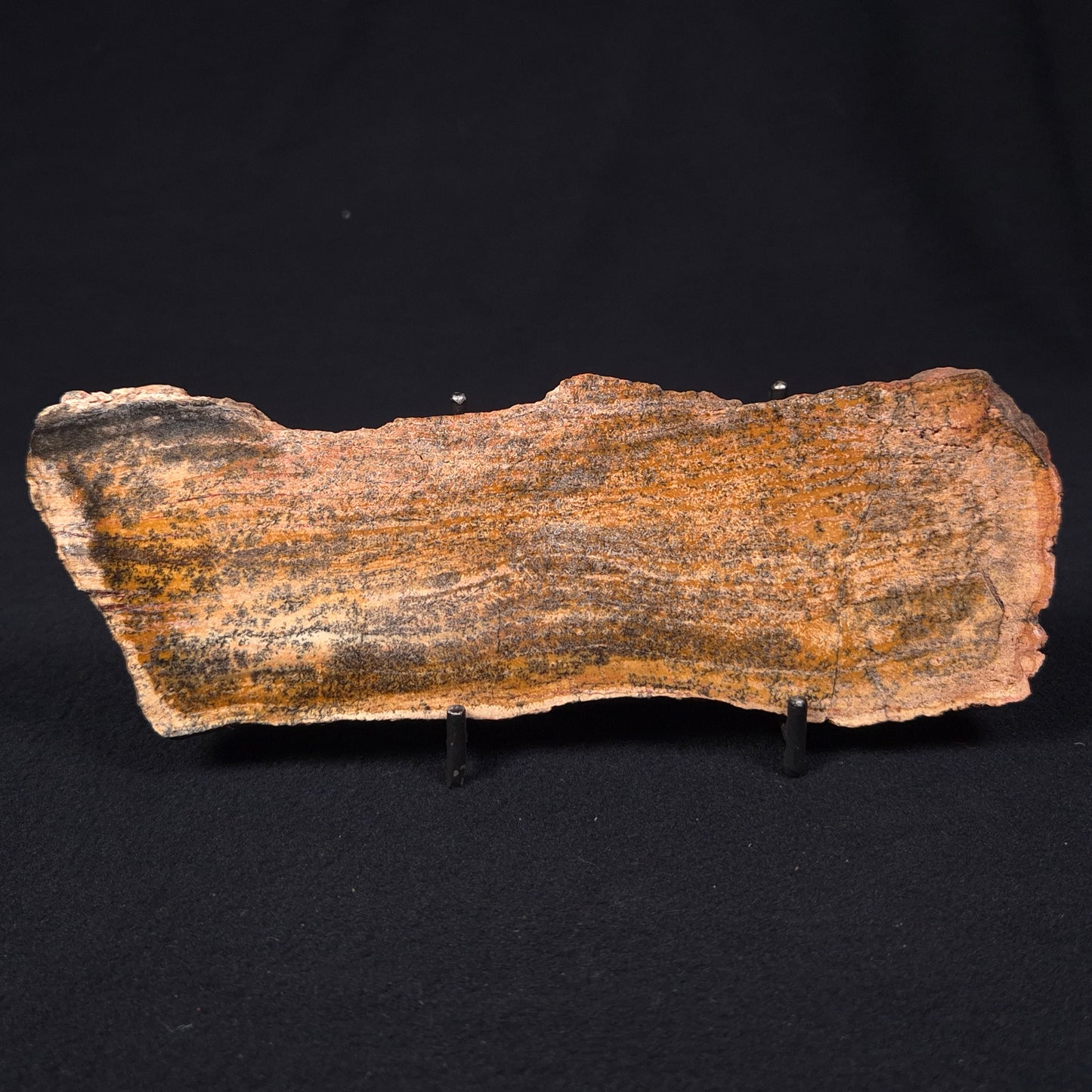 STROMATOLITE MICROBIAL MAT, Strelley Pool Formation, Archean, Australia ZSP005