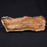 STROMATOLITE MICROBIAL MAT, Strelley Pool Formation, Archean, Australia ZSP005