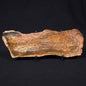 STROMATOLITE MICROBIAL MAT, Strelley Pool Formation, Archean, Australia ZSP005