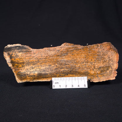 STROMATOLITE MICROBIAL MAT, Strelley Pool Formation, Archean, Australia ZSP005
