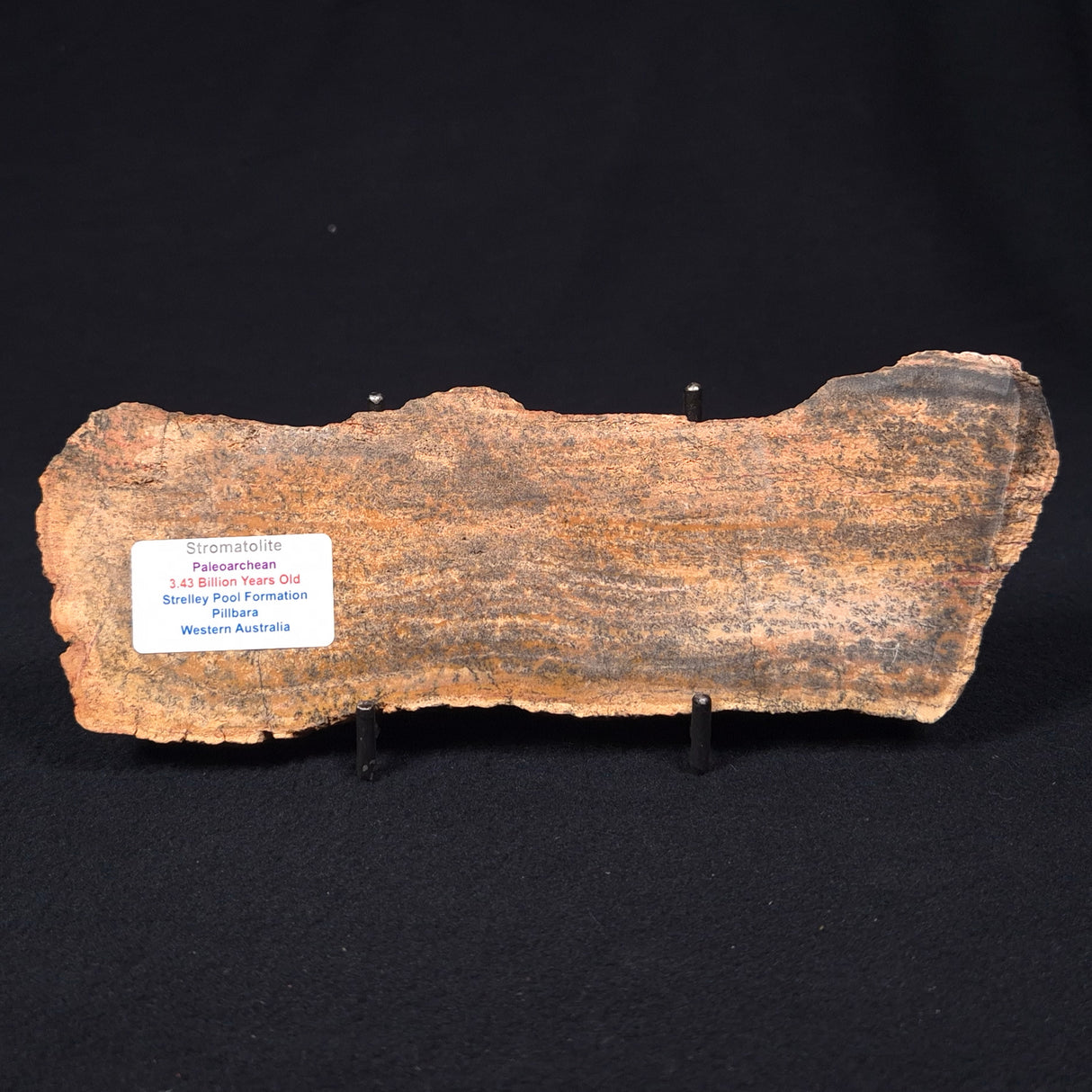 STROMATOLITE MICROBIAL MAT, Strelley Pool Formation, Archean, Australia ZSP005