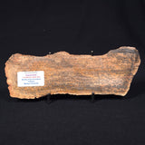 STROMATOLITE MICROBIAL MAT, Strelley Pool Formation, Archean, Australia ZSP005
