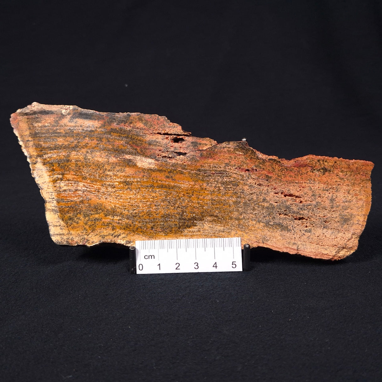 STROMATOLITE MICROBIAL MAT, Strelley Pool Formation, Archean, Australia ZSP006