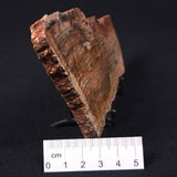 STROMATOLITE MICROBIAL MAT, Strelley Pool Formation, Archean, Australia ZSP006