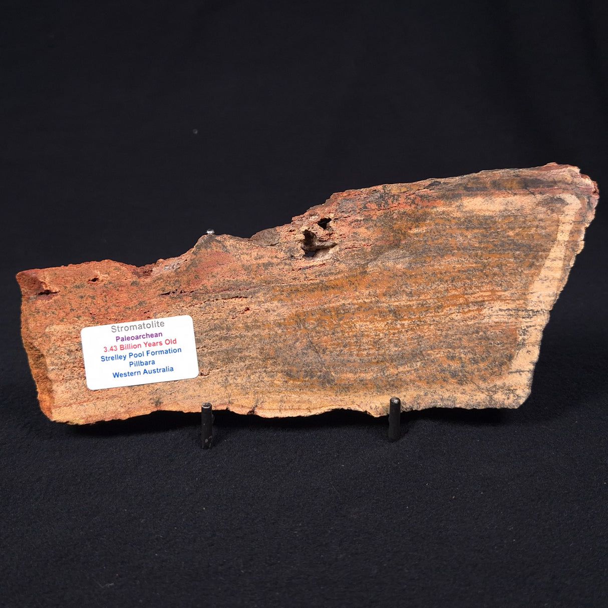STROMATOLITE MICROBIAL MAT, Strelley Pool Formation, Archean, Australia ZSP006