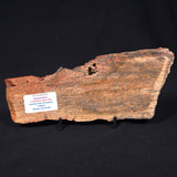 STROMATOLITE MICROBIAL MAT, Strelley Pool Formation, Archean, Australia ZSP006