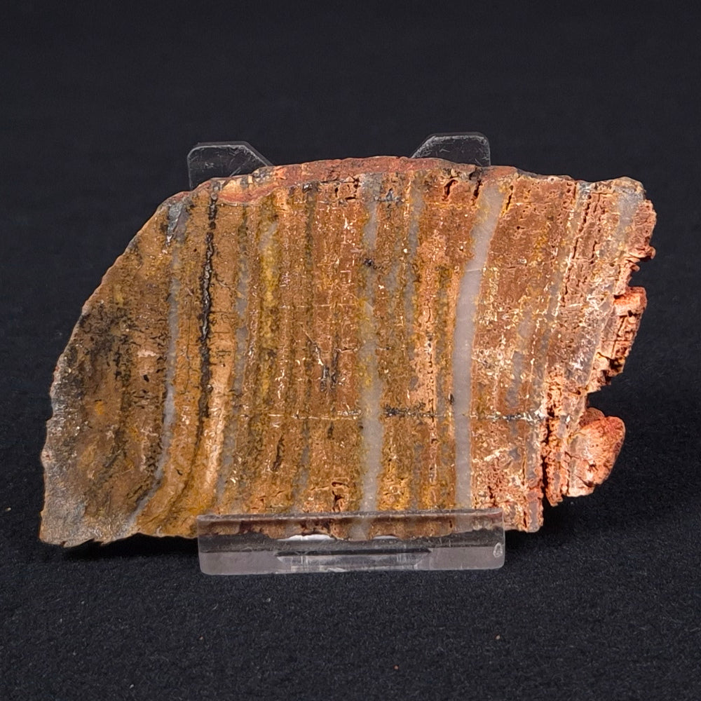 STROMATOLITE MICROBIAL MAT, Strelley Pool Formation, Archean, Australia ZSP008