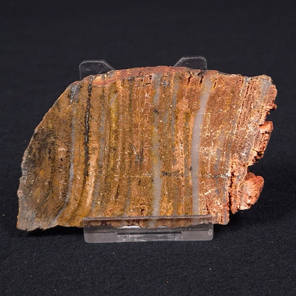 STROMATOLITE MICROBIAL MAT, Strelley Pool Formation, Archean, Australia ZSP008