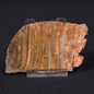 STROMATOLITE MICROBIAL MAT, Strelley Pool Formation, Archean, Australia ZSP008