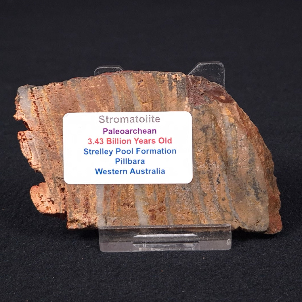 STROMATOLITE MICROBIAL MAT, Strelley Pool Formation, Archean, Australia ZSP008