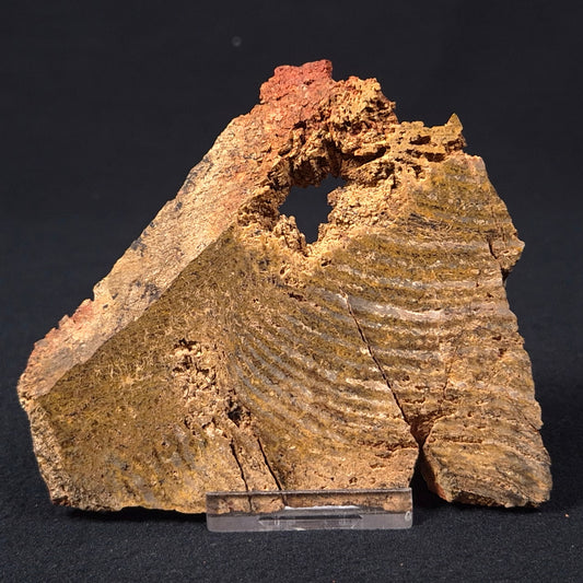 STROMATOLITE MICROBIAL MAT, Strelley Pool Formation, Archean, Australia ZSP009