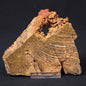 STROMATOLITE MICROBIAL MAT, Strelley Pool Formation, Archean, Australia ZSP009