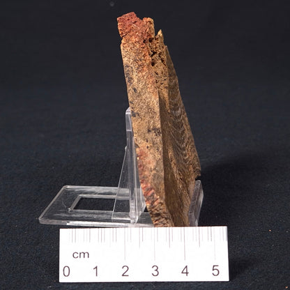 STROMATOLITE MICROBIAL MAT, Strelley Pool Formation, Archean, Australia ZSP009
